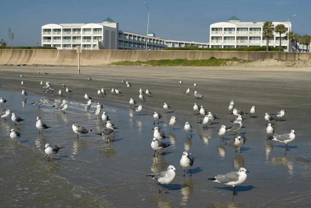 Casa Del Mar Beachfront Suites Galveston Zewnętrze zdjęcie